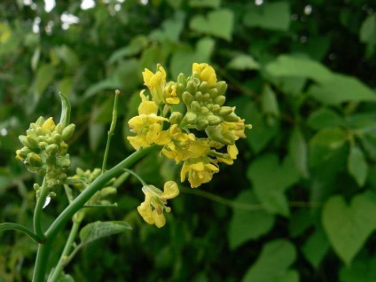 Mustard Sarepta fotografie, cultivare, aplicare, descriere, microscopie