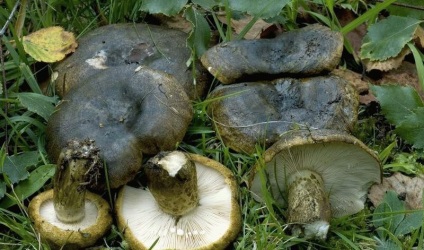Ciupercile ciuperci sunt bune și rele și cum să le gătești