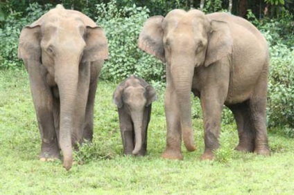 Elephant indian, fotografie