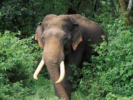 Elephant indian, fotografie