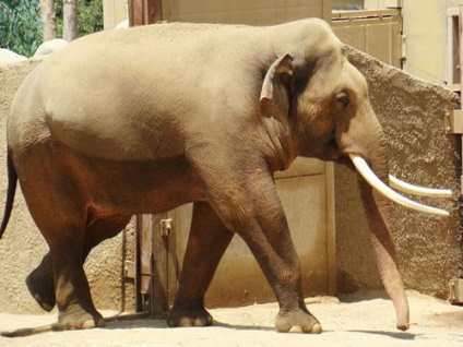 Elephant indian, fotografie