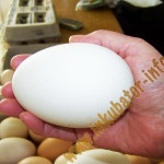 Incubarea regimului de incubare a ouălor prepelițe, tabel