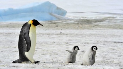 Informații interesante despre pinguini
