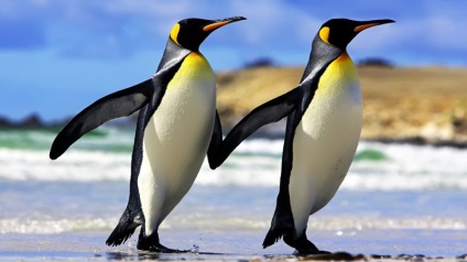 Érdekes tények a pingvinekről