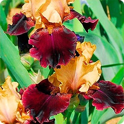 Iris germană (barbă) catifea de toamnă, 1 buc