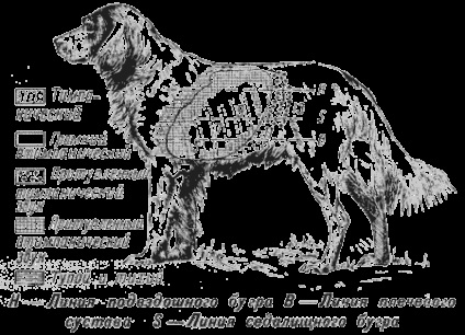 Cercetarea tractului respirator superior - boli ale câinilor (non-contagioase)