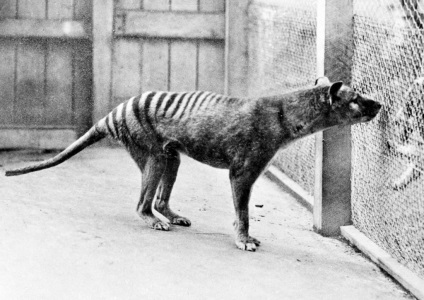 Istoria dispariției lupului Tasmanian