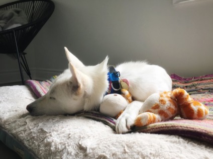 Povestea de salvare a unui câine bolnav care a trăit într-o dumpă - trucuri de viață