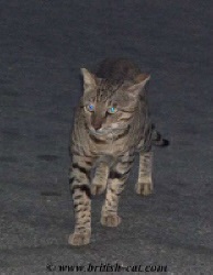 Kiriatcat pepinieră israeliană - British Shorthair