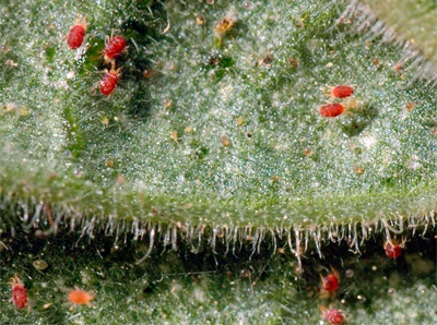 Cum să scapi de acarianul spider pe plantele de interior