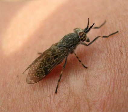 Cum în vara la dacha să scape de insecte - lumea feminină