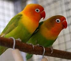 Как да се разграничи от мъжки женски папагали от различни видове (виж таблицата) - Новини Онлайн