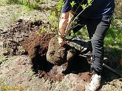 Cum să plantați un copac sau un tufiș pe o turbă
