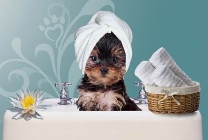 Cum să spălați bine un câine