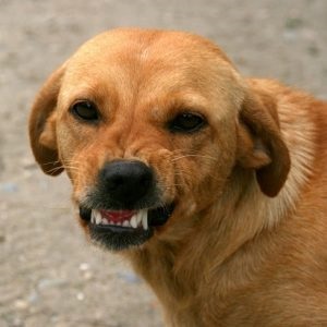 Hogyan válhat ki a veszettség egy kutya, ha megharapódik, amikor megjelenik, hogyan kerül át, hogyan kell ellenőrizni