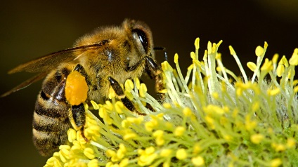 Както мед е създаден включително настроение