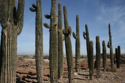 Cactus - informații despre plantă