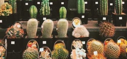 Cactus - informații despre plantă