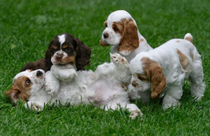 Cum sa alegi un catelus de Cocker Spaniel englezesc intr-o catelusa