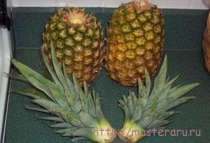 Ananász termesztése