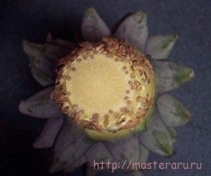 Ananász termesztése