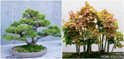 Cum să crești bonsai acasă