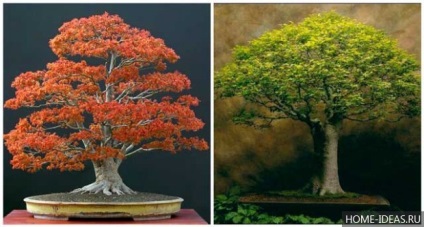 Cum să crești bonsai acasă