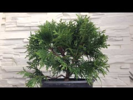 Cum să crești bonsai acasă