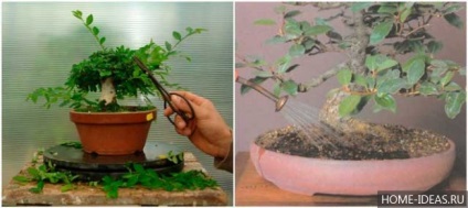 Hogyan növekszem bonsai otthon?