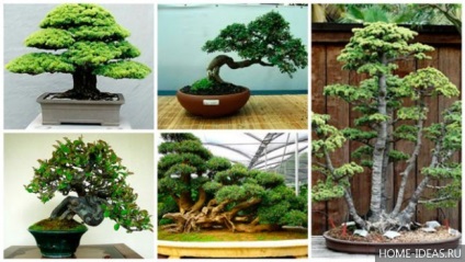 Cum să crești bonsai acasă