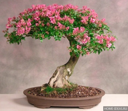 Cum să crești bonsai acasă