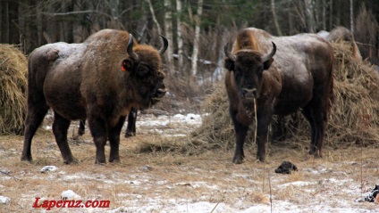 Kaluga zaseki cum să ajungă la bizon, La Perouse