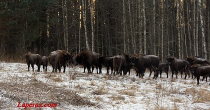 Kaluga zaseki cum să ajungă la bizon, La Perouse