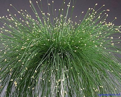 Reeds - plantele mele de casa