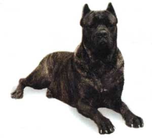 Cannet Corso (Corsican Dog)