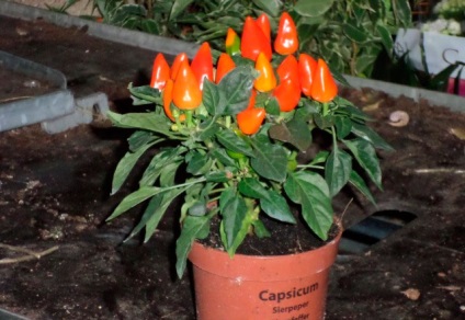 Capsicum (capsicum mexican) care crește la domiciliu, îngrijire