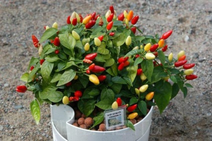 Capsicum (capsicum mexican) care crește la domiciliu, îngrijire