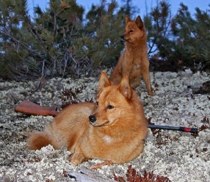 Karelian finlandez husky, zoomorph