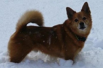 Karelian finlandez husky, zoomorph