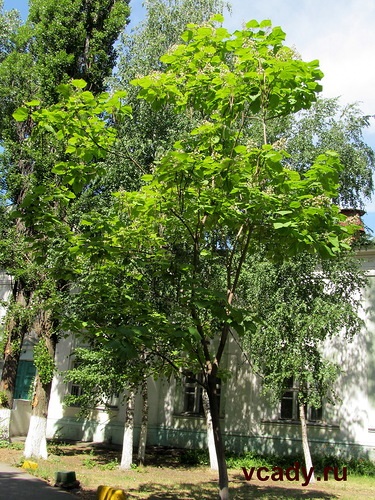 Catalpa - trâmbiță