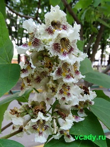 Catalpa - trâmbiță