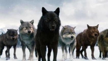 De ce lupii care atacă