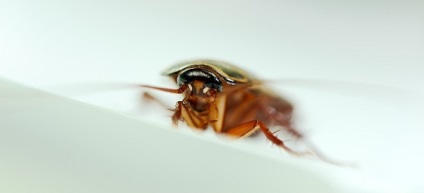 Care este visul de gândaci de viață