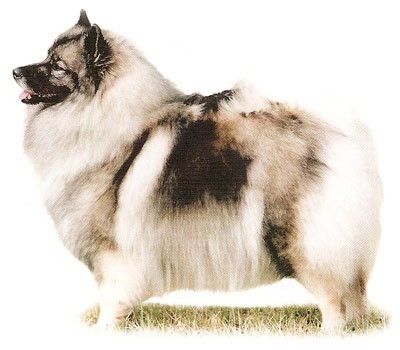 Keeshond, același câine de lupi olandez, arată ca un chanterelle extrem de frivol și foarte furios