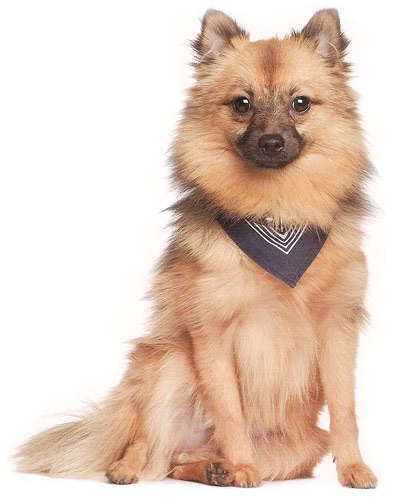 Keeshond, același câine de lupi olandez, arată ca un chanterelle extrem de frivol și foarte furios