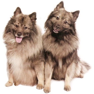 Keeshond, același câine de lupi olandez, arată ca un chanterelle extrem de frivol și foarte furios