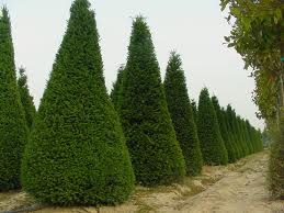 Cypress, conifere, conifere