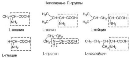 Az aminosavak osztályozása