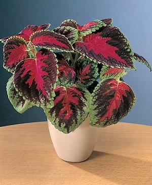 Coleus fotografie (flori), specii și soiuri (bloom, dragon negru, Renelta), cazare