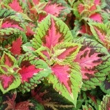 Coleus fotografie (flori), specii și soiuri (bloom, dragon negru, renalta), cazare